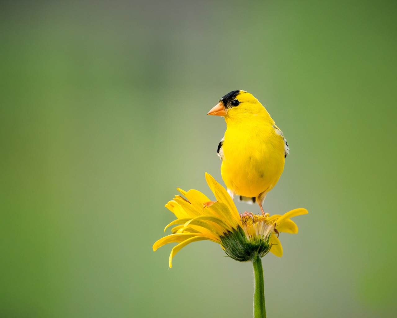 yellow bird and flower