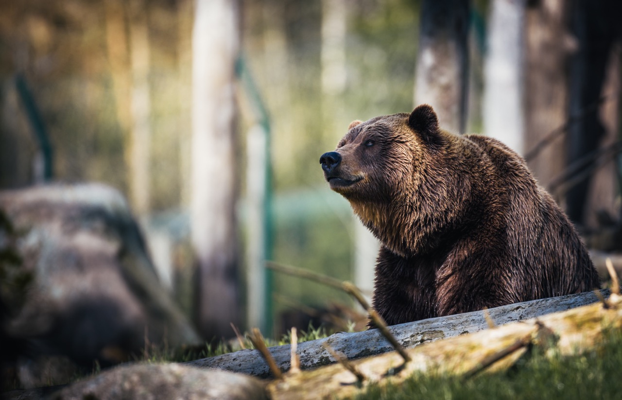 /articles/capturing-the-essence-of-nature/bear-in-the-forest.jpeg