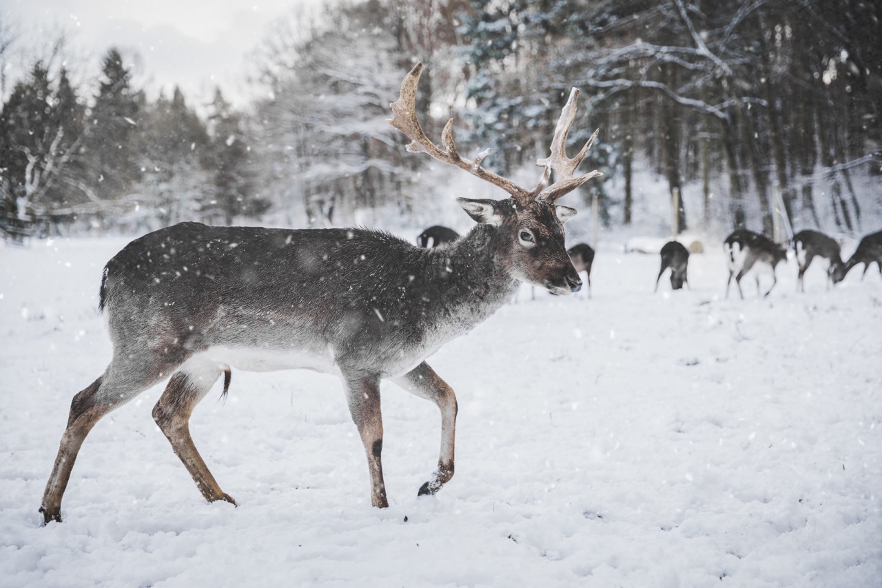 snow deer